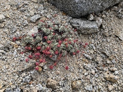 Eriogonum caespitosum