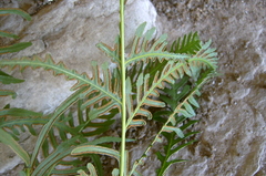 Pteris dentata