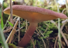 Tricholomopsis rutilans