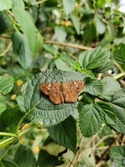 Coladenia indrani