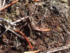 Lycosidae
