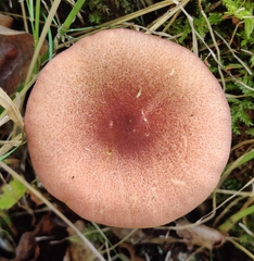 Tricholomopsis rutilans