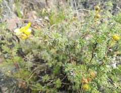 Dasiphora parvifolia