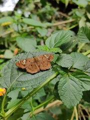 Coladenia indrani