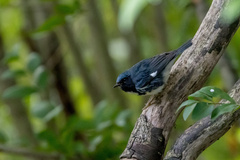 Setophaga caerulescens
