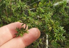 Dasiphora parvifolia