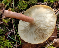 Tricholomopsis rutilans