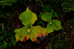 Trillium tschonoskii