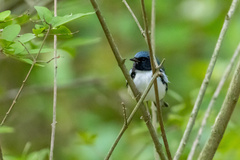 Setophaga caerulescens