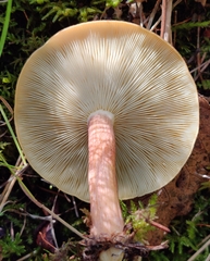 Tricholomopsis rutilans