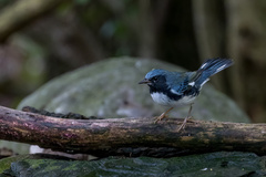 Setophaga caerulescens