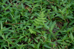 Thelypteris palustris pubescens