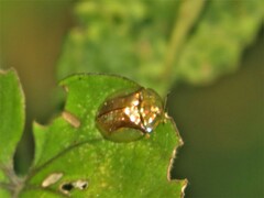 Aspidimorpha quadriremis