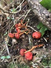 Leratiomyces erythrocephalus