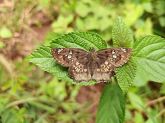 Caprona ransonnettii