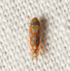 Erythroneura rubrella