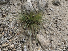 Carex helleri