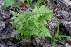 Thelypteris palustris pubescens