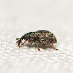 Tanysphyrus lemnae