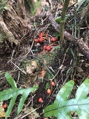 Leratiomyces erythrocephalus