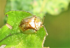 Aspidimorpha quadriremis