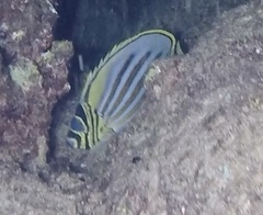 Chaetodon ornatissimus