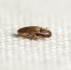 Trixagus chevrolati