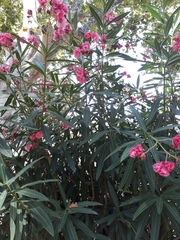 Nerium oleander