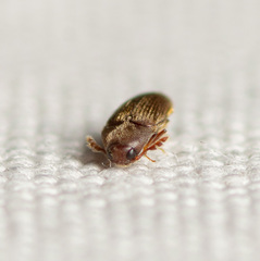 Trixagus chevrolati