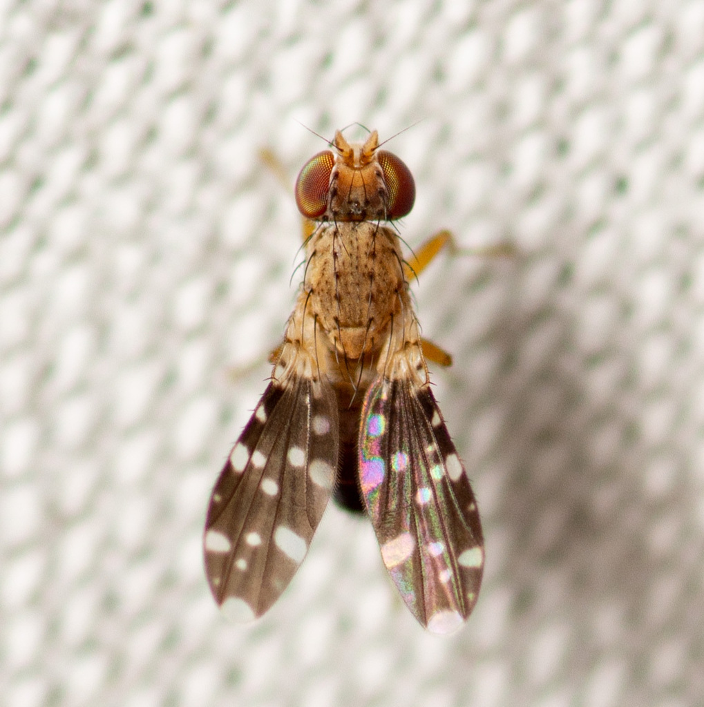 Trixoscelis polita