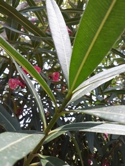 Nerium oleander