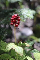 Actaea