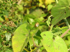 Aspidimorpha quadriremis