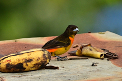 Ramphocelus flammigerus