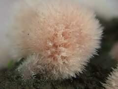 Pachyphlodes