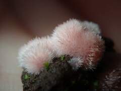 Pachyphlodes