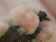 Pachyphlodes