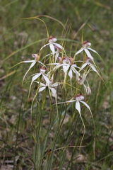 Caladenia longicauda redacta