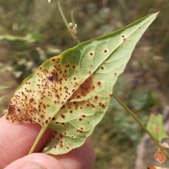 Puccinia polygoni