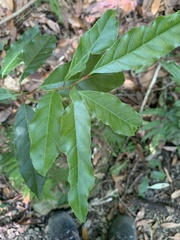 Itea parviflora