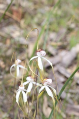 Caladenia longicauda redacta