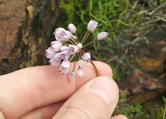 Allium rubens