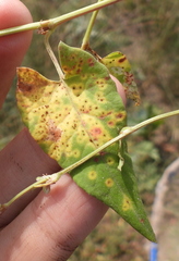 Puccinia polygoni