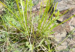 Allium rubens