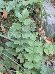 Apioideae