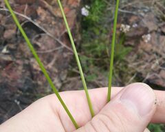 Allium rubens