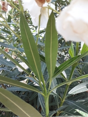 Nerium oleander