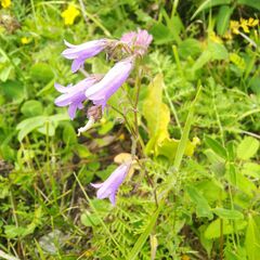 Campanula sibirica
