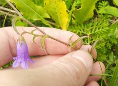 Campanula sibirica