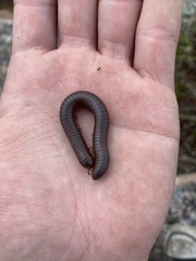 Narceus americanus